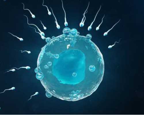 三代供卵助孕费用与染色体检查指南