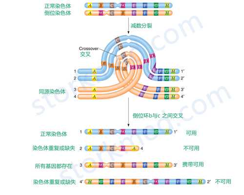供卵代生费用解析与试管医院选择指南