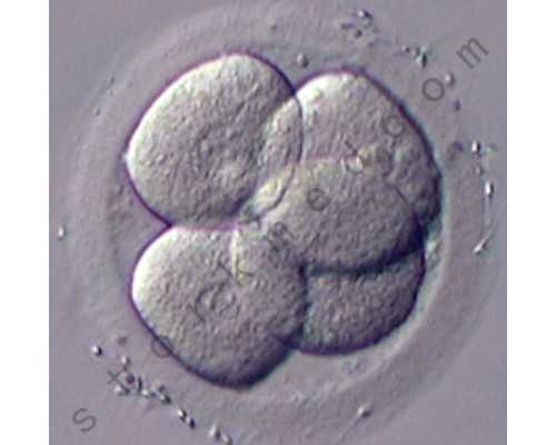 试管婴儿费用报销政策解析与助孕价格指南