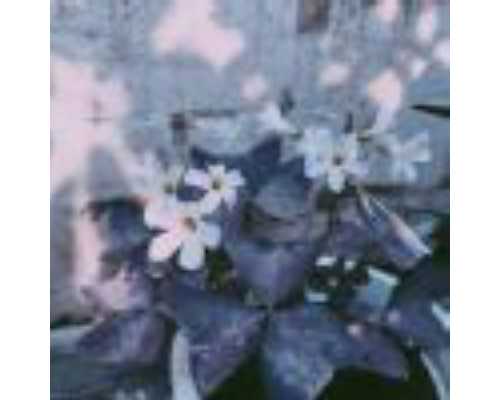 全球儿童性格类型前十排名解析