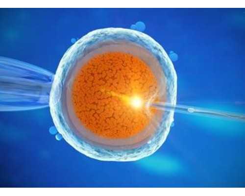 上海助孕选择指南：精子畸形与子宫畸形对供卵代孕婴儿的影响及应对策略