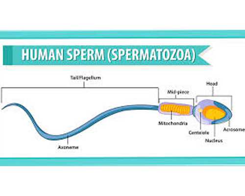 上海九院三代试管供卵代怀费用解析与套餐选择指南