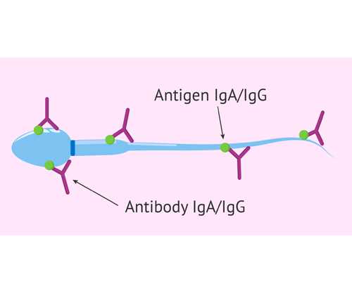 子宫内膜厚度对助孕移植成功率的影响及调理方法