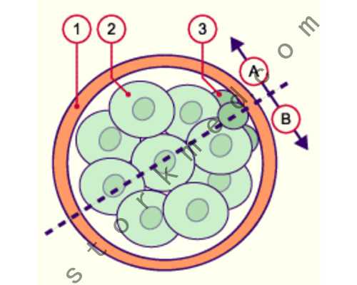 第三代供卵代孕婴儿成功率、费用与技术详解